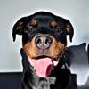 dinotherottis's TikTok profile picture