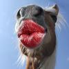 elinewijers's TikTok profile picture