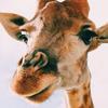 elodisea's TikTok profile picture