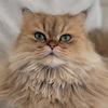 kingstonthekitten's TikTok profile picture