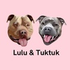 lulu_andtuktuk's TikTok profile picture