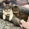 lilly_lotti_cats's TikTok profile picture
