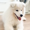 sammypolarbear_'s TikTok profile picture