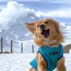 simba_the_kundel's TikTok profile picture