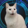 thebestcatsinger's TikTok profile picture
