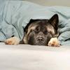 thespecialakita's TikTok profile picture