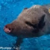 tiffy.piggy's TikTok profile picture