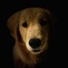 tokyo_the_golden's TikTok profile picture